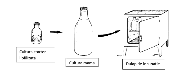 culturi mama