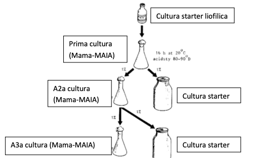 culturi starter